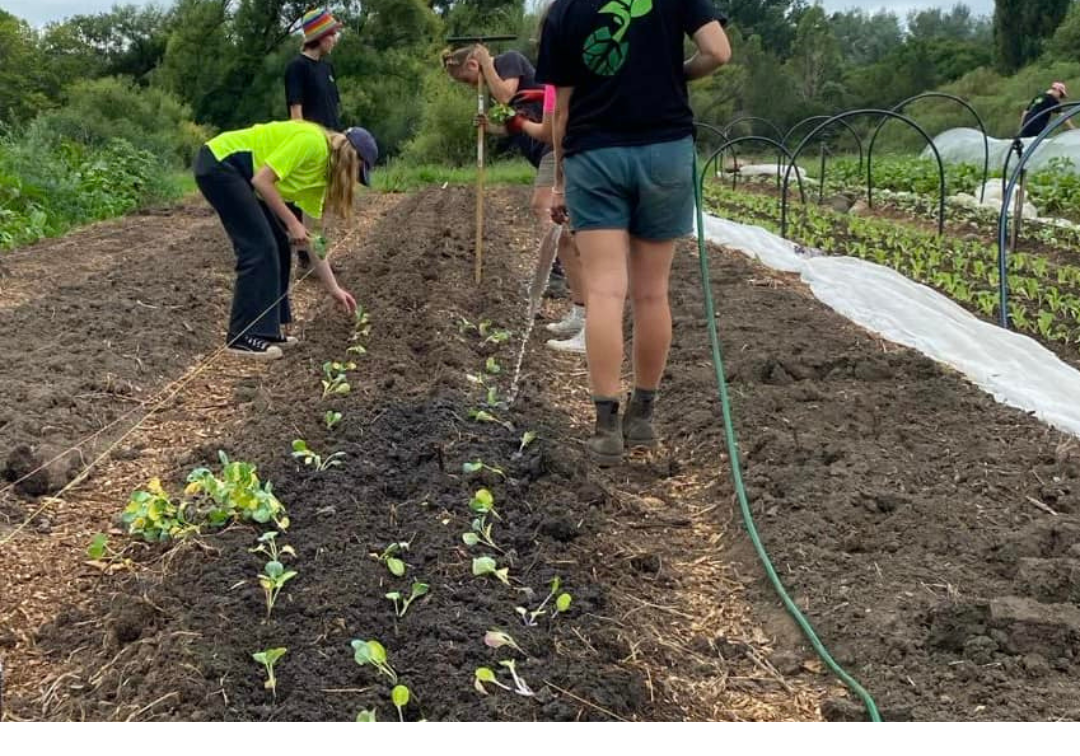 A group of young adults plant seeds